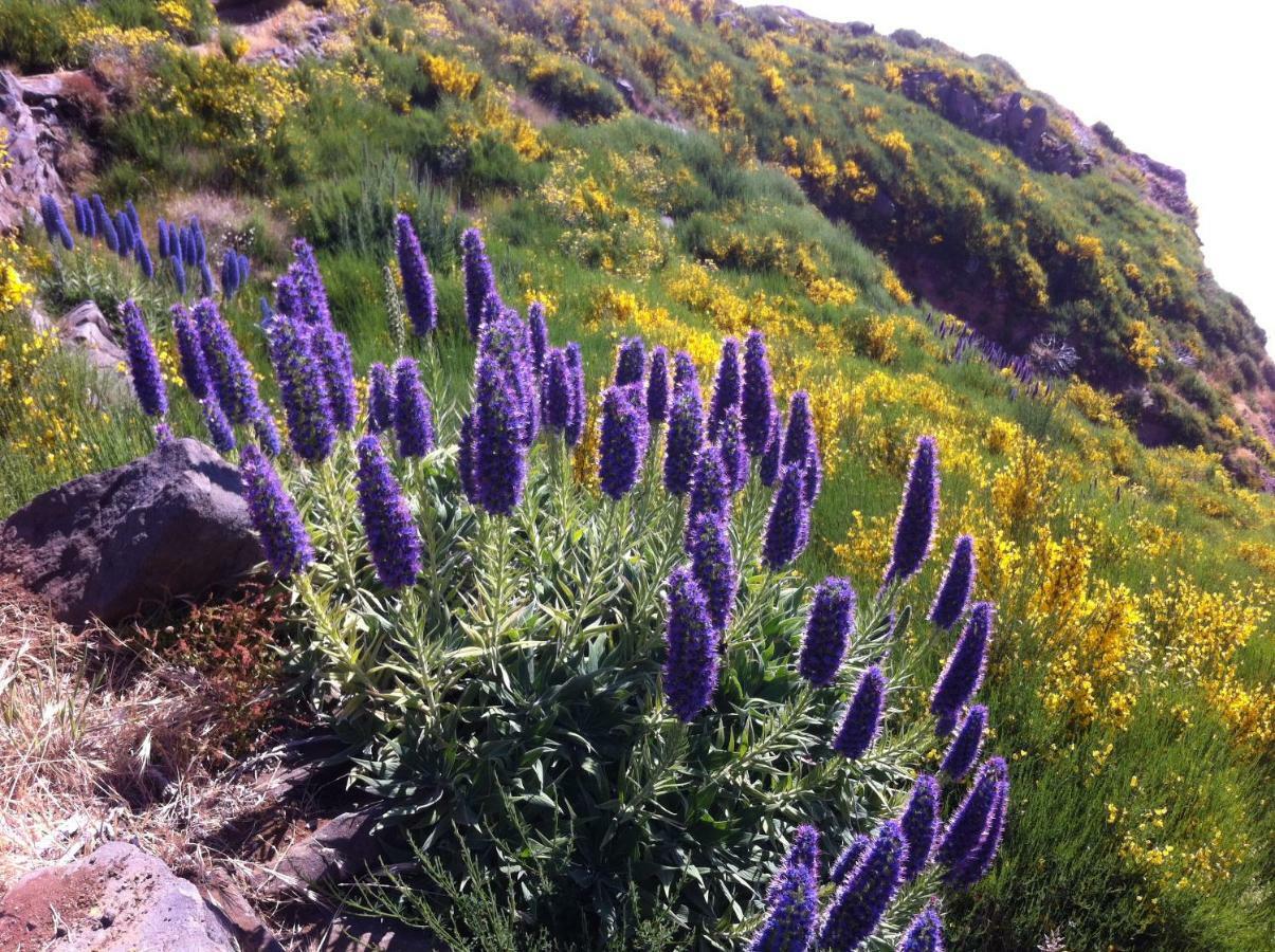 Blooming Botanic Houses Estreito Da Calheta Екстер'єр фото