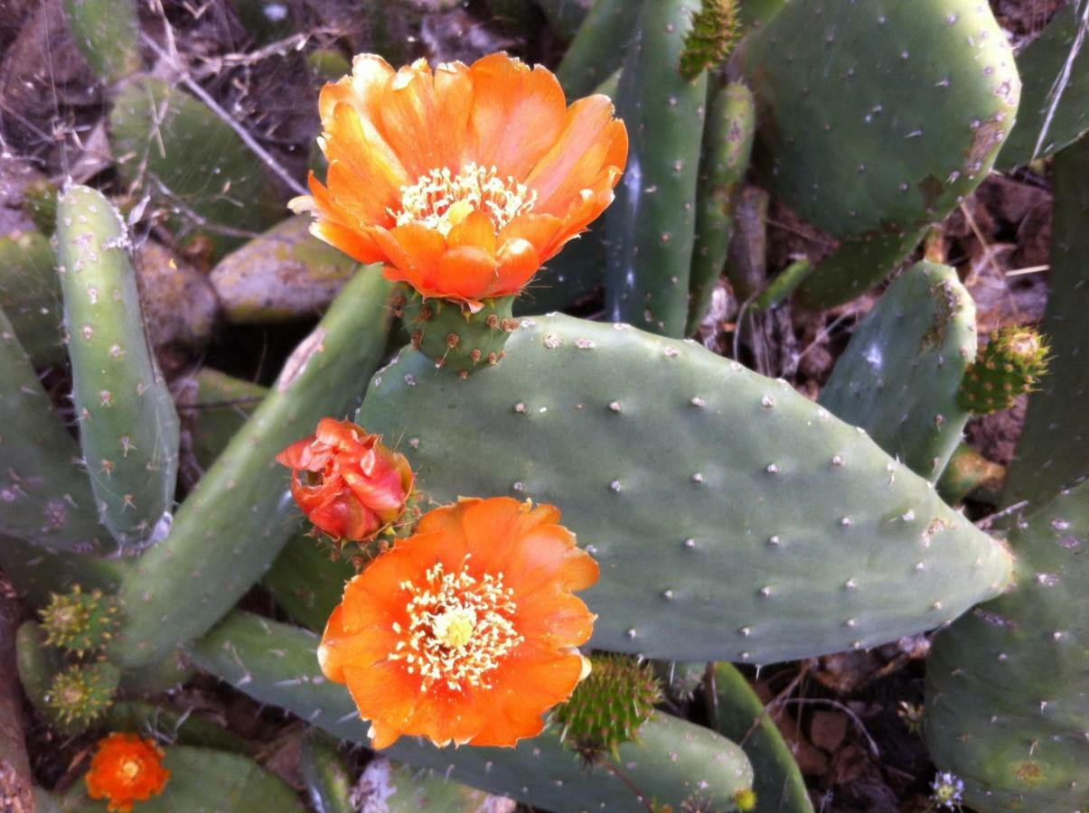 Blooming Botanic Houses Estreito Da Calheta Екстер'єр фото