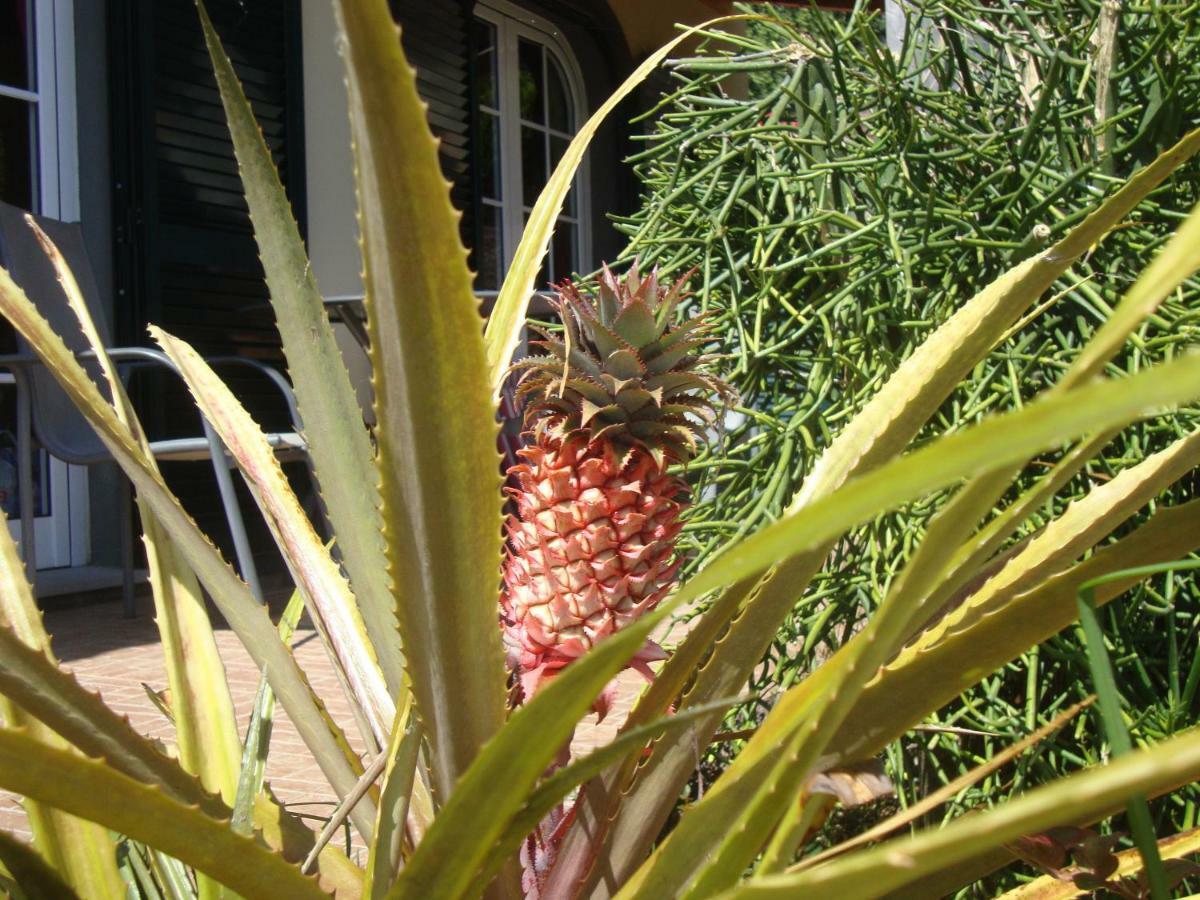 Blooming Botanic Houses Estreito Da Calheta Екстер'єр фото